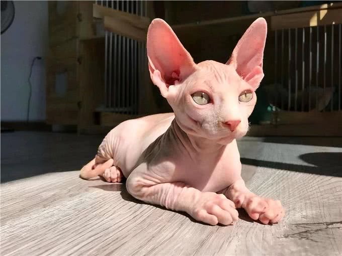 别再劝我养无毛猫了，这些缺点太明显，让人难以接受