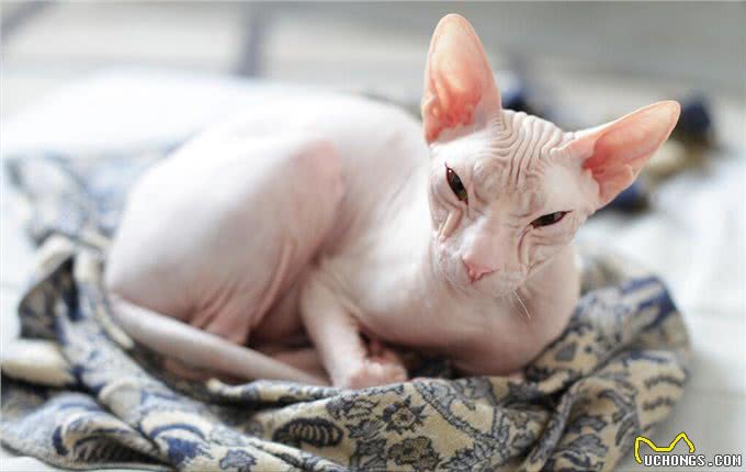 别再劝我养无毛猫了，这些缺点太明显，让人难以接受