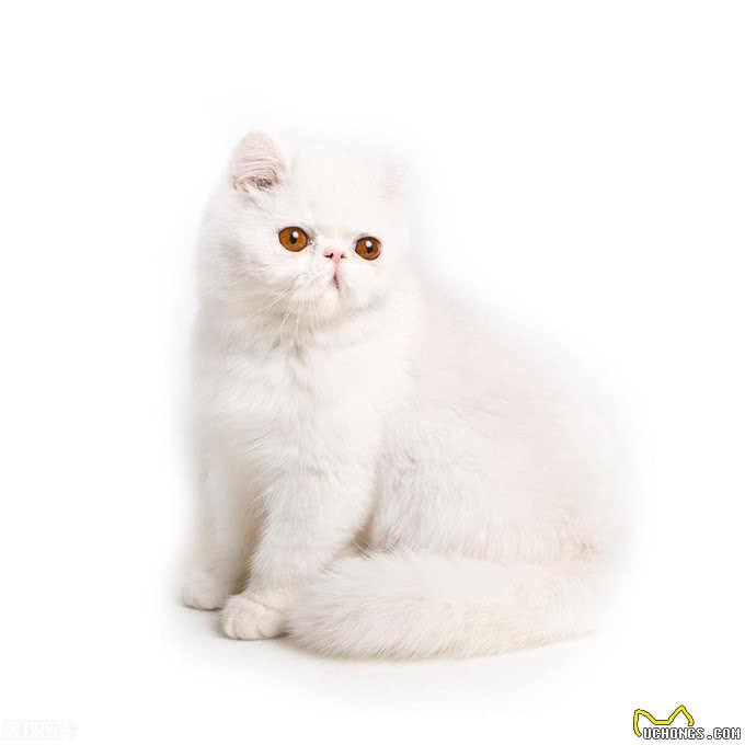10个最可遇不可求的猫咪品种，猫界贵族，行走的财富，你知道几种