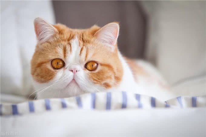 10个最可遇不可求的猫咪品种，猫界贵族，行走的财富，你知道几种
