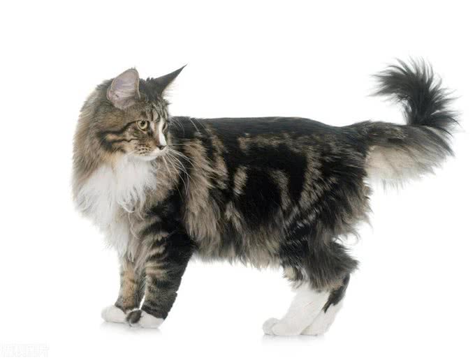 10个最可遇不可求的猫咪品种，猫界贵族，行走的财富，你知道几种