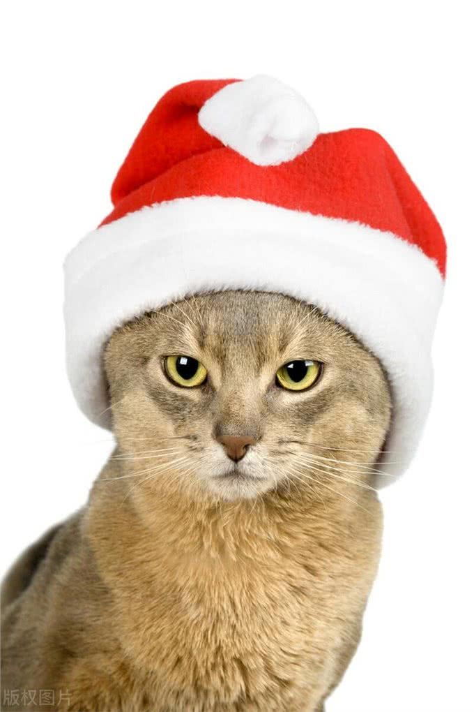 10个最可遇不可求的猫咪品种，猫界贵族，行走的财富，你知道几种