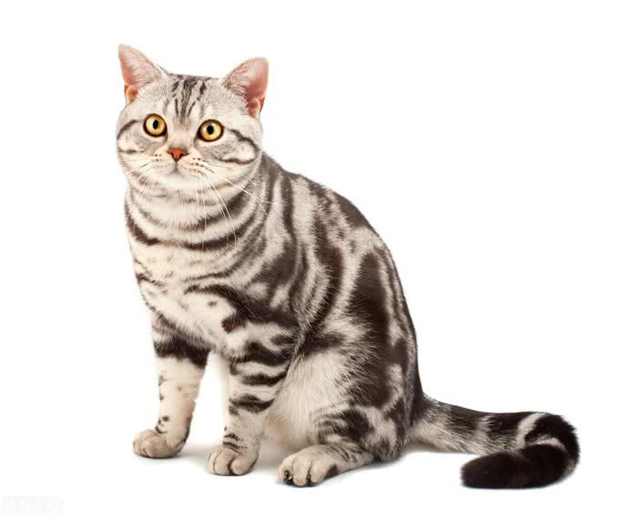 10个最可遇不可求的猫咪品种，猫界贵族，行走的财富，你知道几种