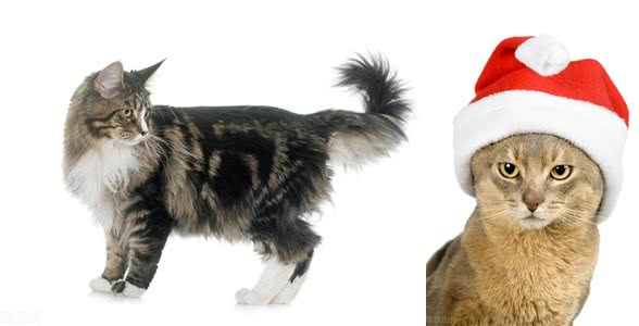 10个最可遇不可求的猫咪品种，猫界贵族，行走的财富，你知道几种