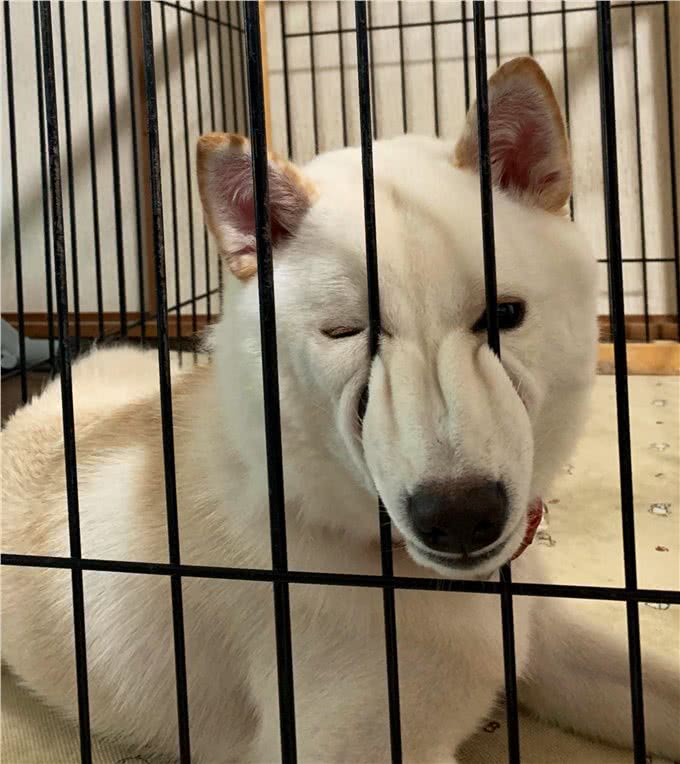 养狗多年才明白，狗狗为何这么短命，其实与这几个习惯有关
