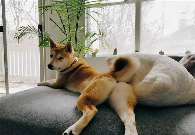 笑死!原来狗狗用屁股交流，有这些真相