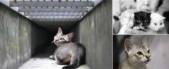 世界上最小的猫类,萌坏我的心