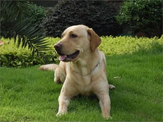 聪明的拉布拉多寻回犬