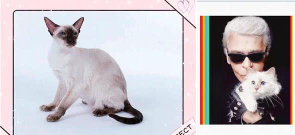 同是重点脸的猫分不清谁是谁，怎么办?不用担心，逐个帮您讲解