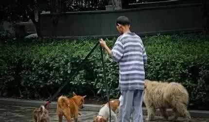 宠知识|老人养狗有哪些好处?需要注意些什么?