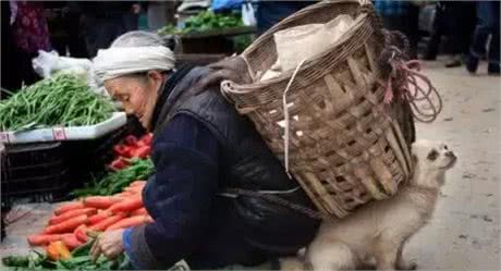 宠知识|老人养狗有哪些好处?需要注意些什么?