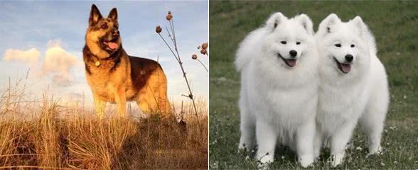 十大适合家养的宠物狗狗，看看有没有自家的爱犬哦