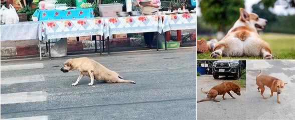 太狗了!狗狗腿瘸主人花400元确认是装的，为啥狗老喜欢装腿瘸?