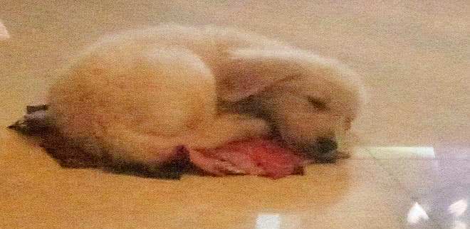 风靡世界的中国名犬，你知道多少?