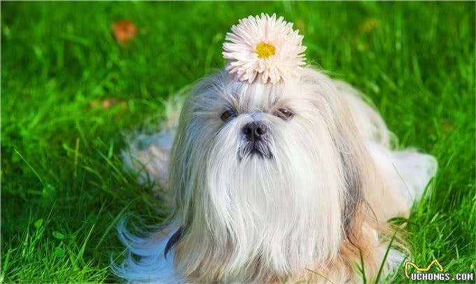 风靡世界的中国名犬，你知道多少?