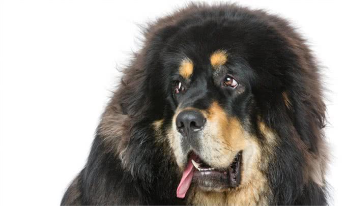 风靡世界的中国名犬，你知道多少?