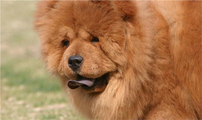 风靡世界的中国名犬，你知道多少?