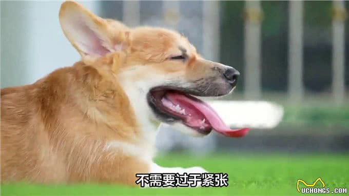狗狗牙齿松动怎么办?—萌宠