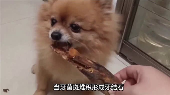 狗狗牙齿松动怎么办?—萌宠