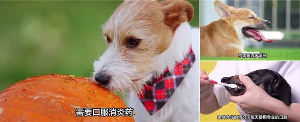 狗狗牙齿松动怎么办?—萌宠