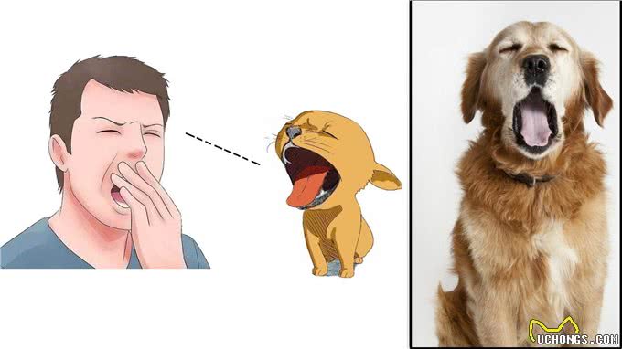 狗为何比其他动物更能与人亲近?这成了它们与生俱来的能力