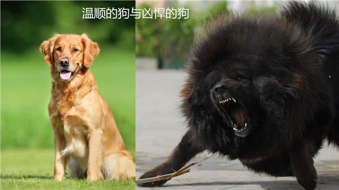 狗为何比其他动物更能与人亲近?这成了它们与生俱来的能力
