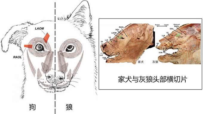 狗为何比其他动物更能与人亲近?这成了它们与生俱来的能力