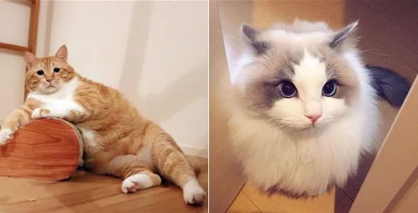 养猫教学篇，该如何选择适合自己的猫咪，猫咪品种小科普