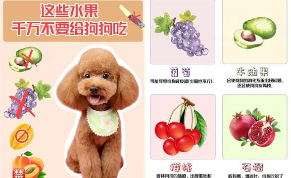 养狗攻略!这些水果千万不要给狗狗吃