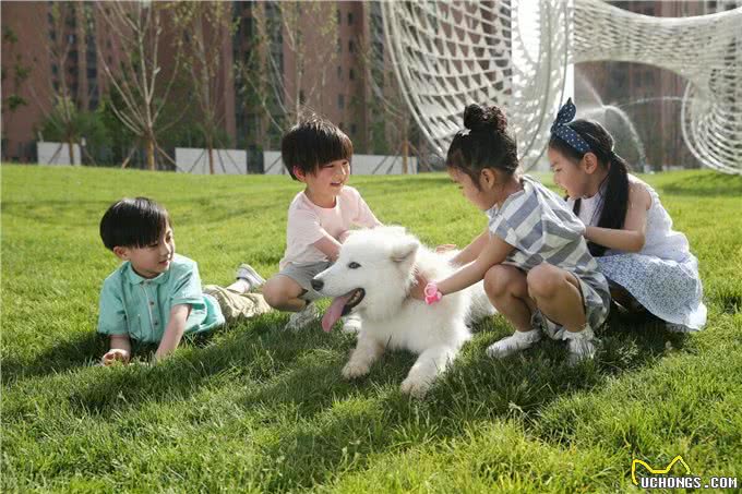 宠物与孩子:共同成长的美好时光