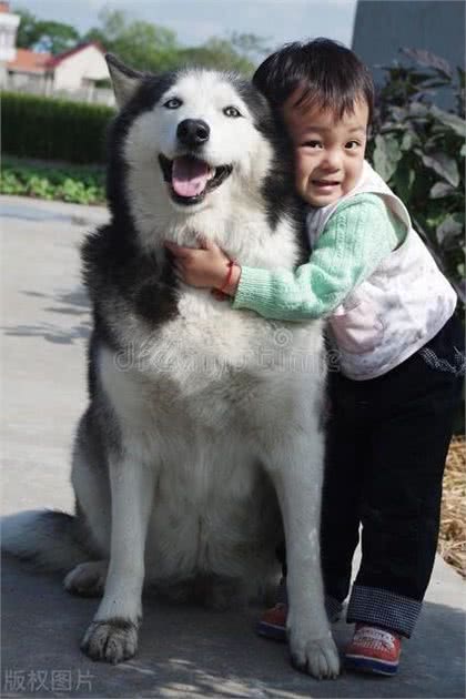 宠物与孩子:共同成长的美好时光