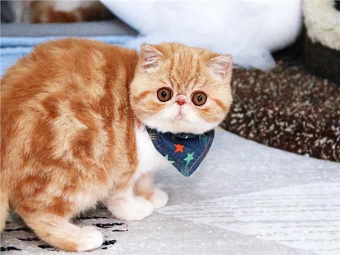 这6种猫最怕冷，如果不保暖，估计就熬不过冬天了