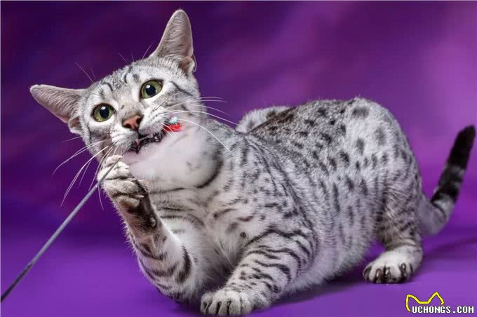 这6种猫最怕冷，如果不保暖，估计就熬不过冬天了