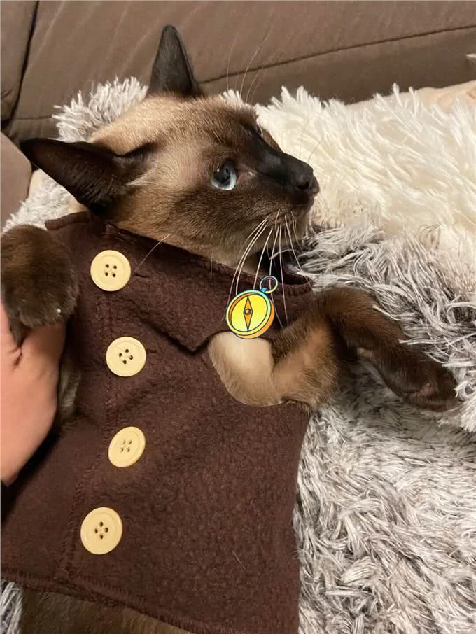 这6种猫最怕冷，如果不保暖，估计就熬不过冬天了