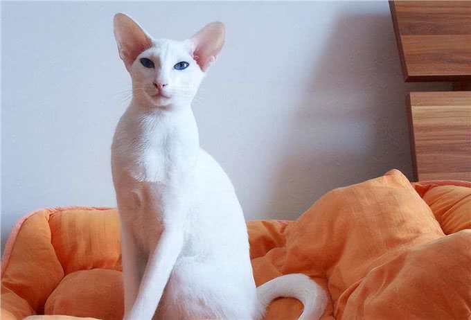 这6种猫最怕冷，如果不保暖，估计就熬不过冬天了
