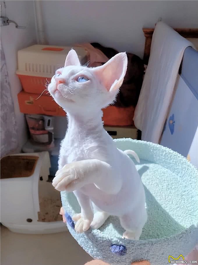 这6种猫最怕冷，如果不保暖，估计就熬不过冬天了