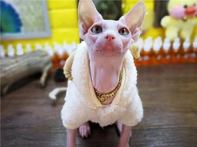 这6种猫最怕冷，如果不保暖，估计就熬不过冬天了