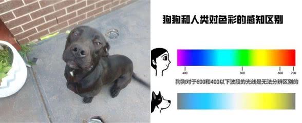 狗真能看到人看不到的东西?澳男子监控中看到狗和透明狗玩耍