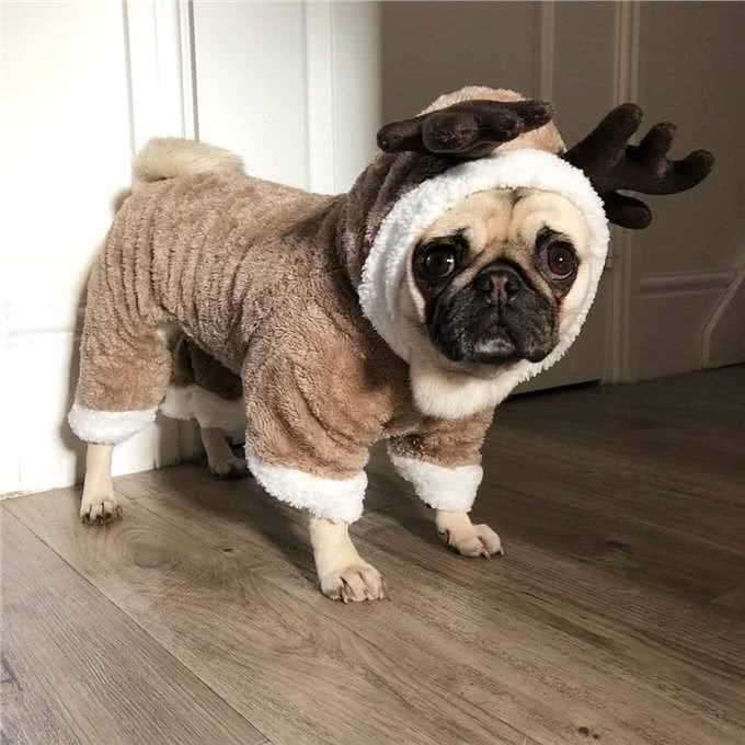 老年犬冬天要注意什么?防止狗狗关节肌肉僵硬，注意运动饮食健康