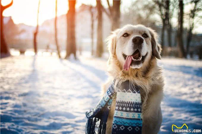 老年犬冬天要注意什么?防止狗狗关节肌肉僵硬，注意运动饮食健康
