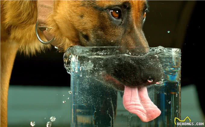 老年犬冬天要注意什么?防止狗狗关节肌肉僵硬，注意运动饮食健康