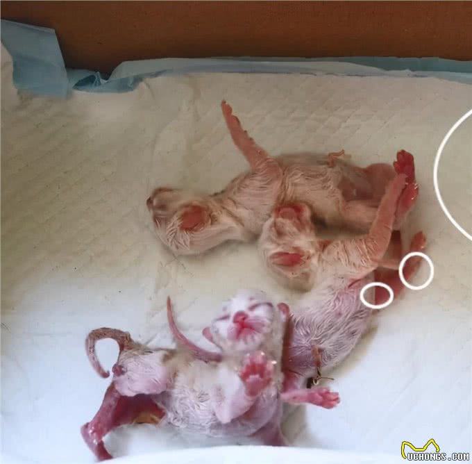加菲猫半夜难产，女子一早送去医院，医生灵魂拷问：保大还是保小
