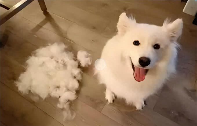 狗狗掉毛全攻略：原因、影响与实用救治方法!