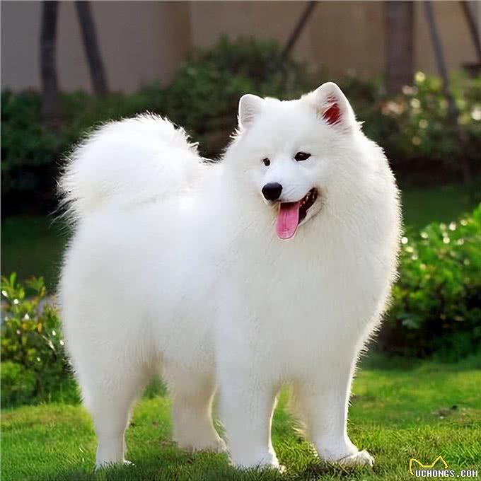 萨摩耶正常体重是多少?