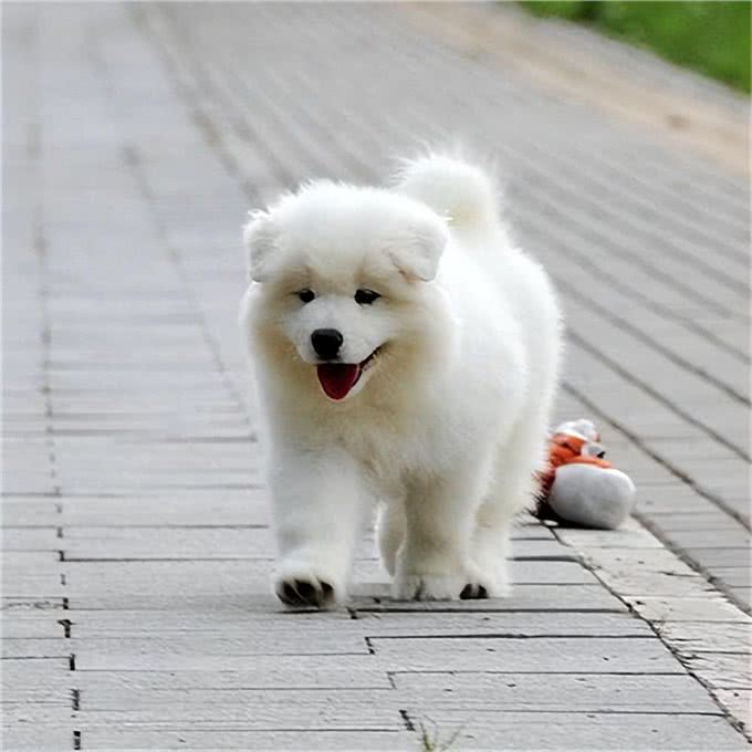 萨摩耶正常体重是多少?