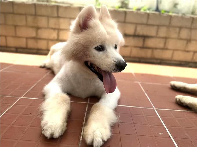 萨摩耶正常体重是多少?