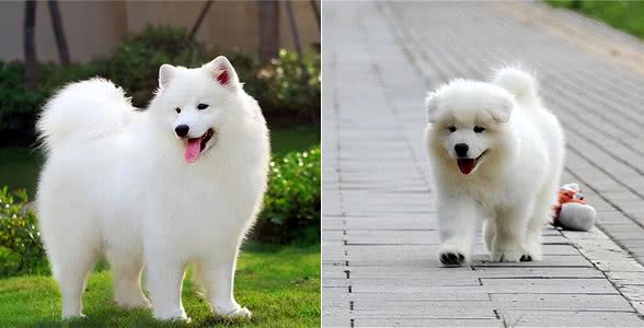 萨摩耶正常体重是多少?