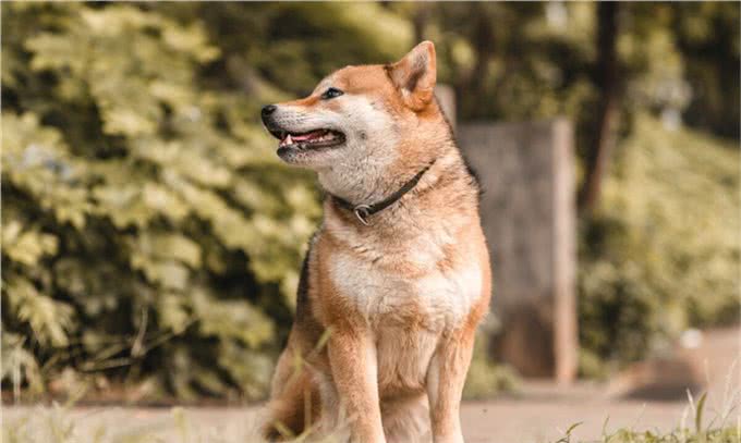 狗狗肠胃不好有哪些表现呢?