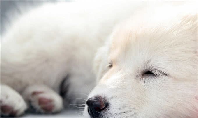 狗狗肠胃不好有哪些表现呢?