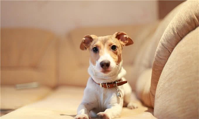 狗狗肠胃不好有哪些表现呢?